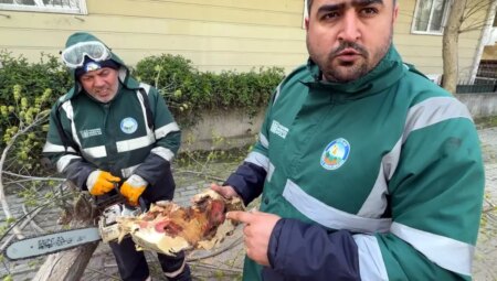 Bakanlık “Kırmızı bülten” ile uyardı, 23 ağaç kökünden sökülerek imha edildi
