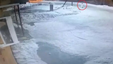 Ayı saldırısına uğrayan bayandan geriye yalnızca başı kaldı