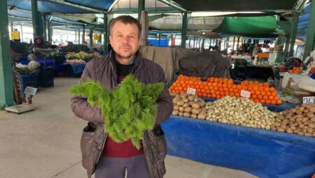 Manisa’da Çaşır Otu Hasadı Başladı