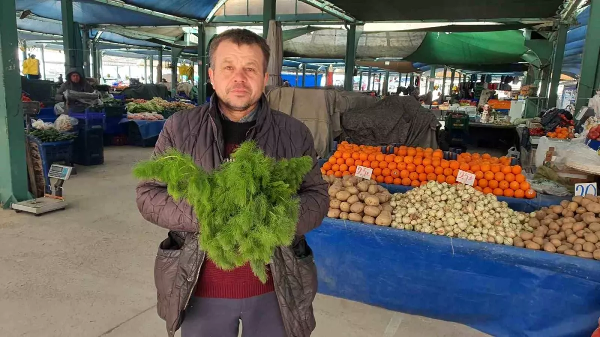 Manisa’da Çaşır Otu Hasadı Başladı