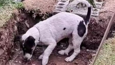 Sahibinin mezarını kazmaya çalışan sadık köpek, izleyenleri göz yaşlarına boğdu