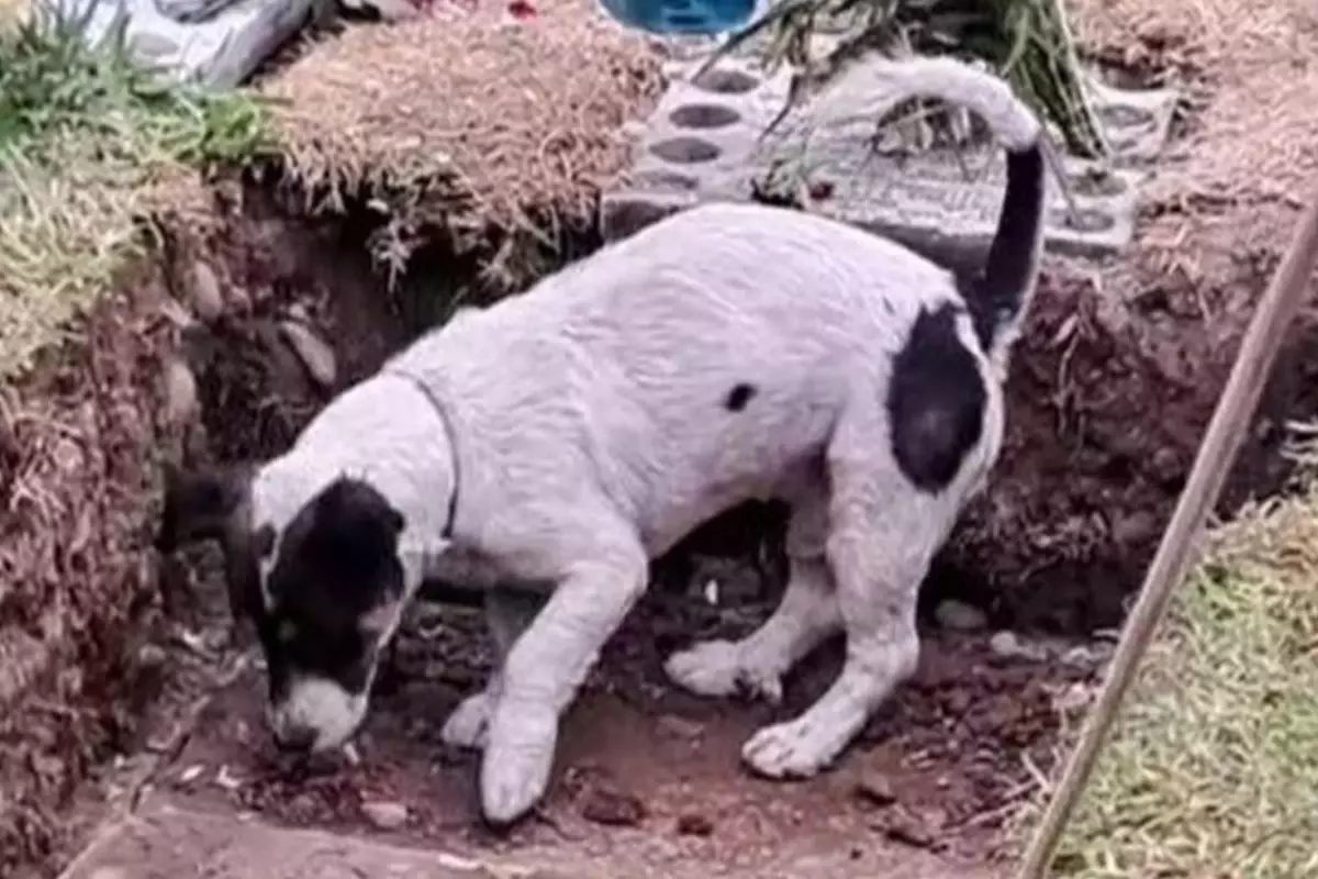 Sahibinin mezarını kazmaya çalışan sadık köpek, izleyenleri göz yaşlarına boğdu
