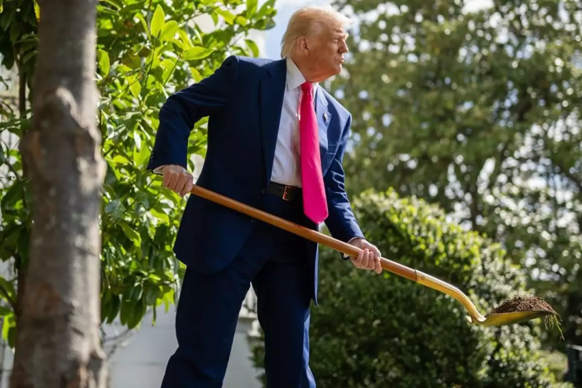 Trump, Beyaz Saray bahçesinde altın kürekle ağaç dikti