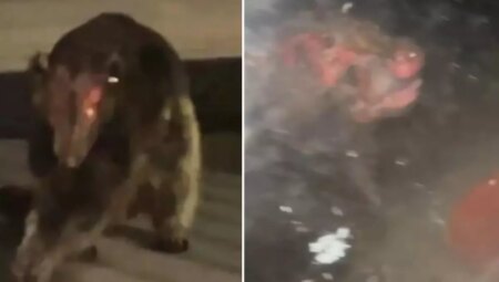 Uzmanları bile şaşırtan gizemli canlı: ‘Hiçbir bilinen çeşide benzemiyor