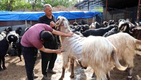 Adana’da Bahar ile Hayvan Kırkma Dönemi Başladı