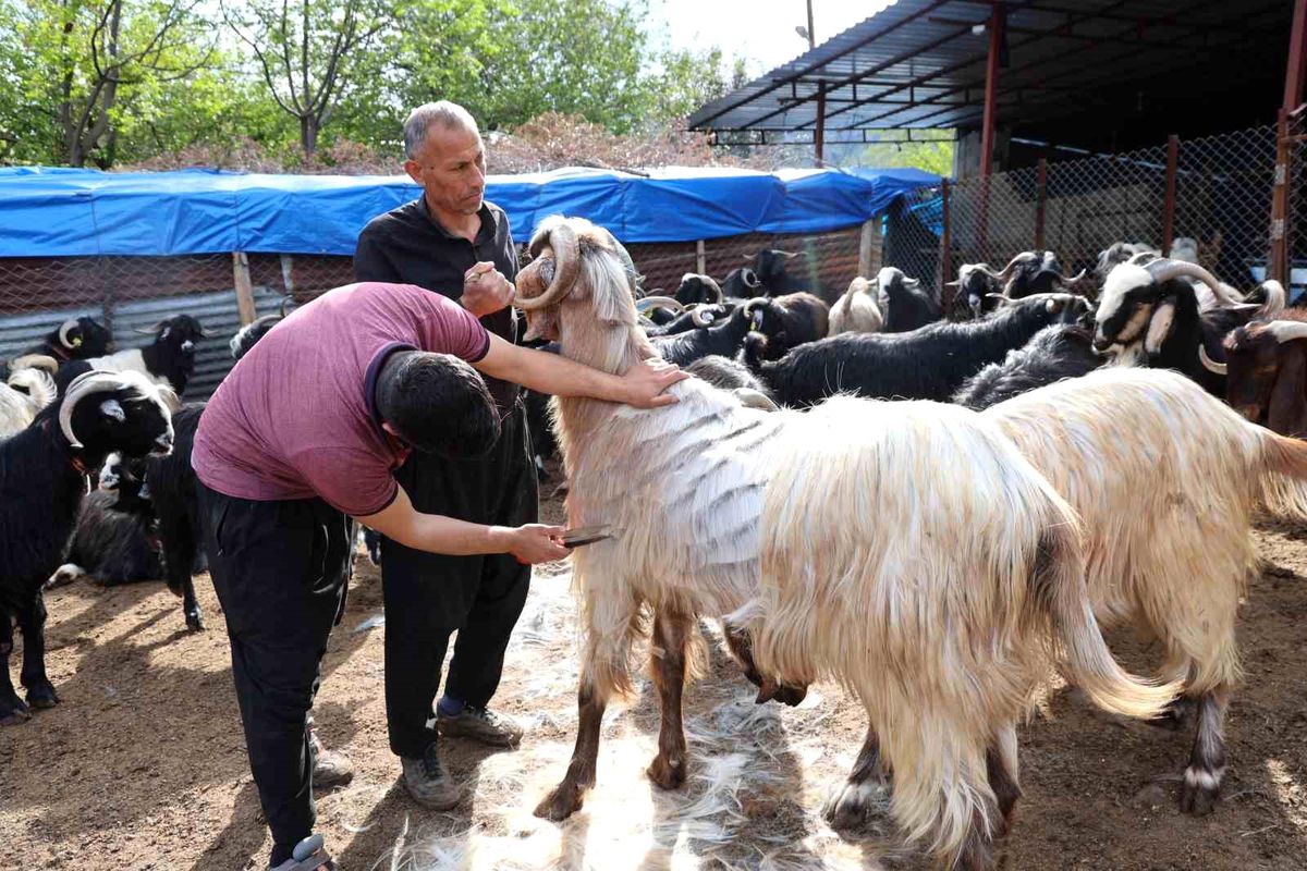 Adana’da Bahar ile Hayvan Kırkma Dönemi Başladı
