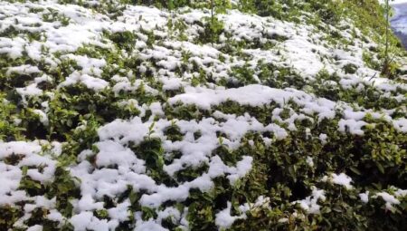 Rize’de kar yağışı çay tarımını vurdu