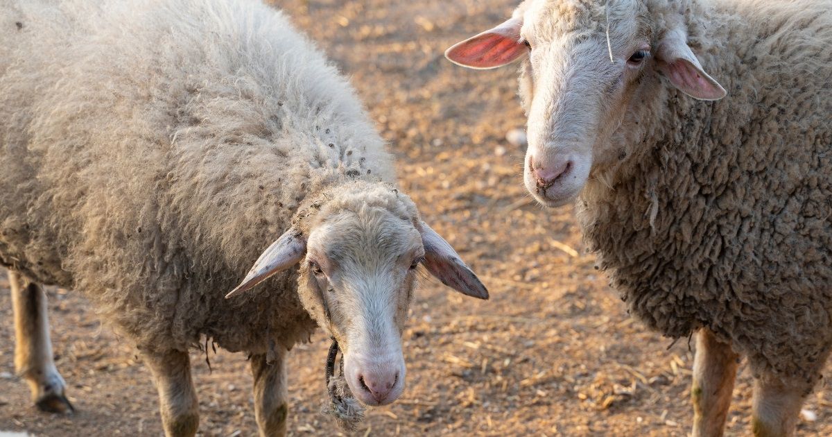 2025 KURBANLIK FİYATLARI! Kurban Bayramı kurbanlık fiyatları ne kadar? Küçükbaş ve büyükbaş kurban fiyatları ne kadar, kaç TL olacak?