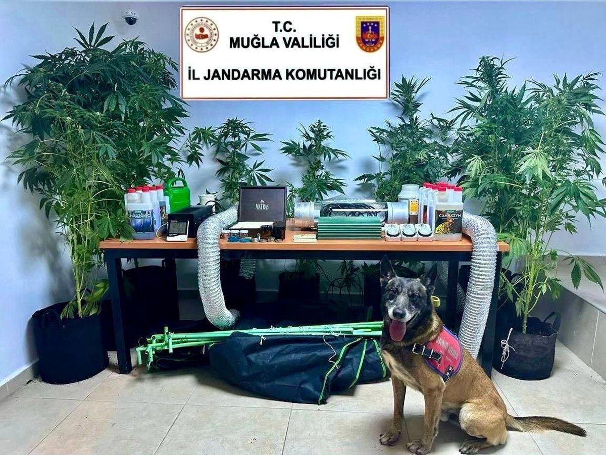 Bodrum’da Sınıf Öğretmeni Uyuşturucu Yetiştirirken Yakalandı