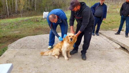 Kastamonu’da Sahipli Köpeklere Mikroçip Uygulaması Başlatıldı