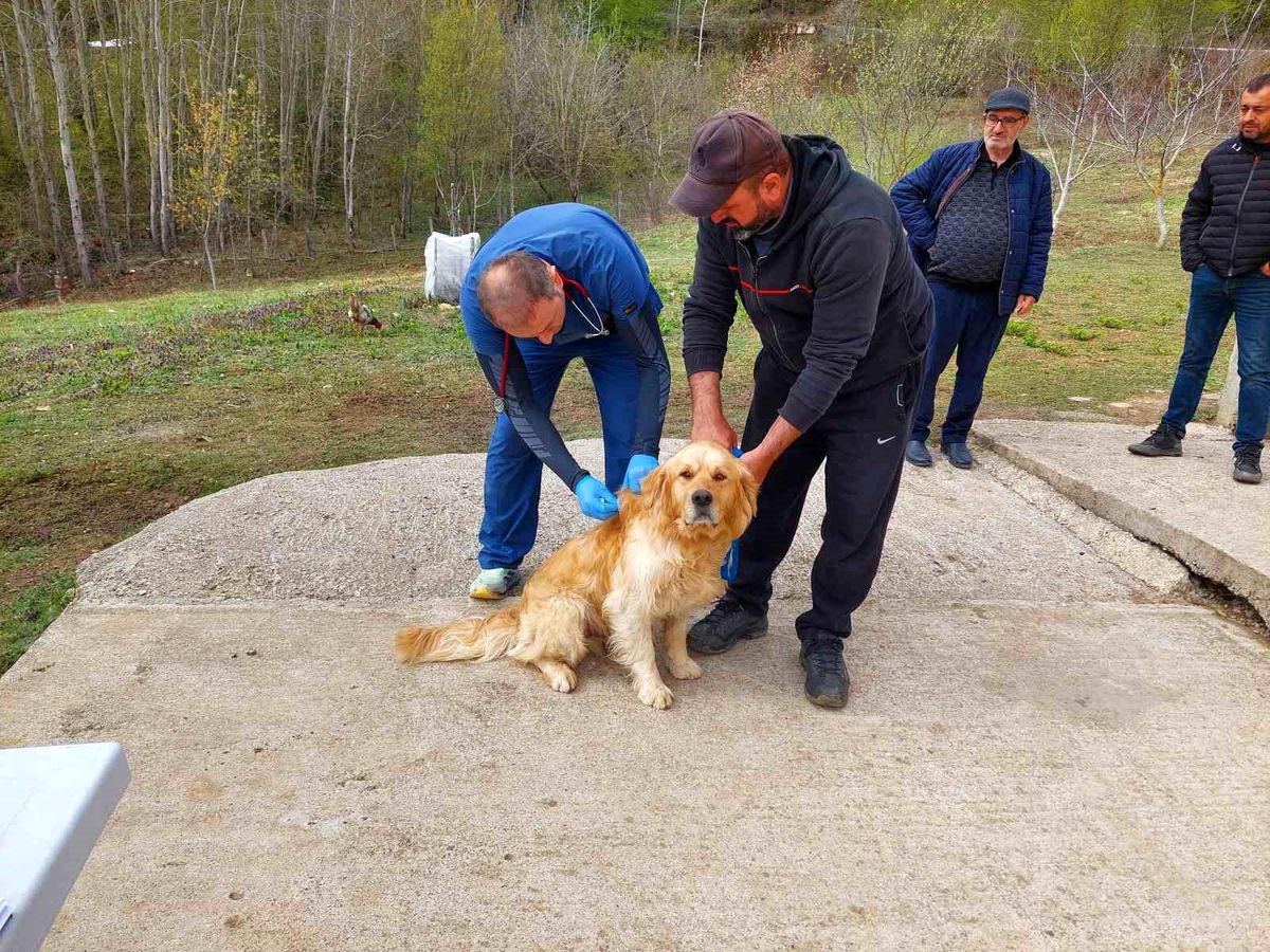 Kastamonu’da Sahipli Köpeklere Mikroçip Uygulaması Başlatıldı